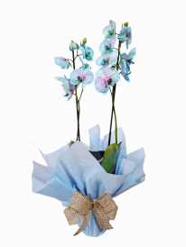 Orquídea phalaenopsis azul