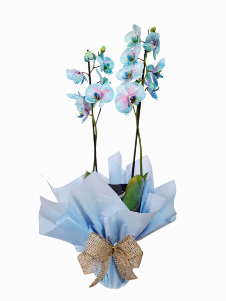 Orquídea phalaenopsis azul
