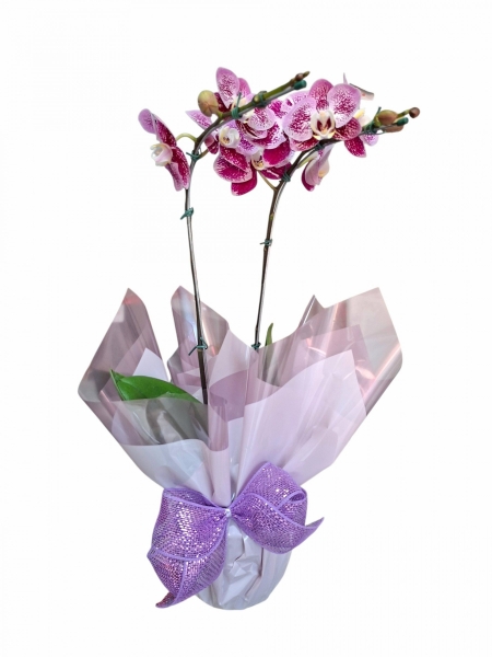 Orquídea phalaenopsis mesclada premium