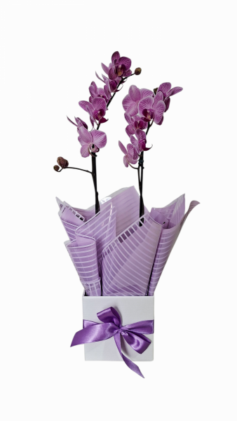 Mini orquídea pink premium