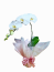 Orquídea phalaenopsis branca premium